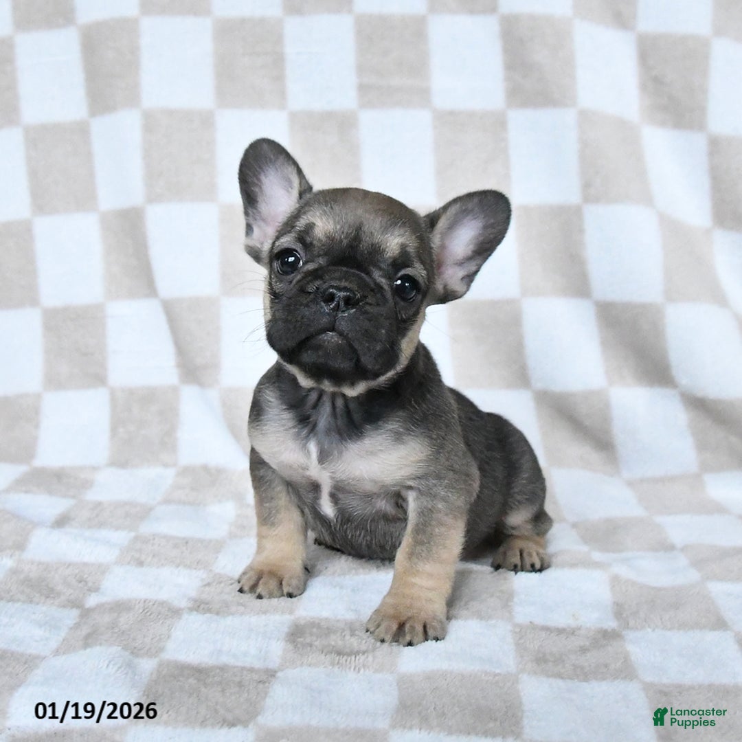 French Bulldog dogs for sale: Hannah - Ad 1