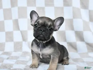 French Bulldog dogs Hannah - Ad 19