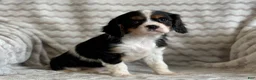 Cavalier King Charles Spaniel dogs for sale: Tulip - Ad 3
