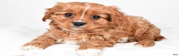 Cavapoo dogs for sale: Pearl f one b - Ad 2