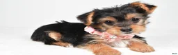 Yorkshire Terrier dogs for sale: Melody - Ad 1
