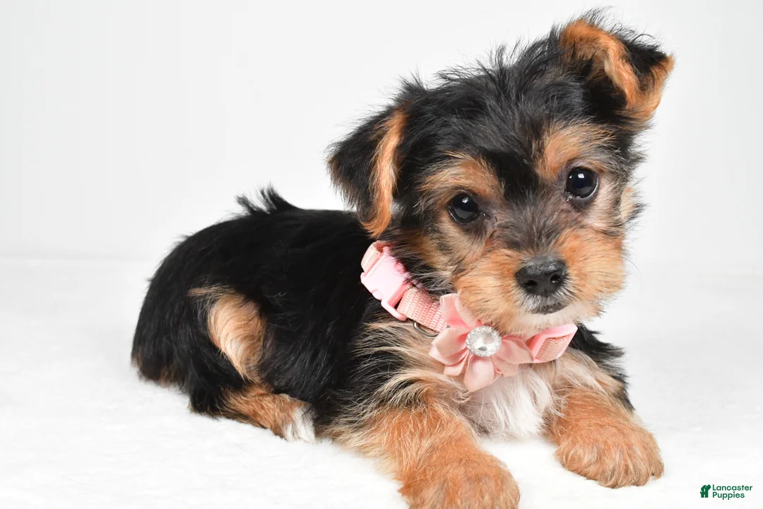 Yorkshire Terrier dogs for sale: Melody - Ad 1