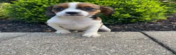 Mixed Breed dogs for sale: Chance - Ad 8