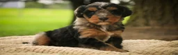 Mini Bernedoodle dogs for sale: Maple F1 Mini Bernedoodle  - Ad 6