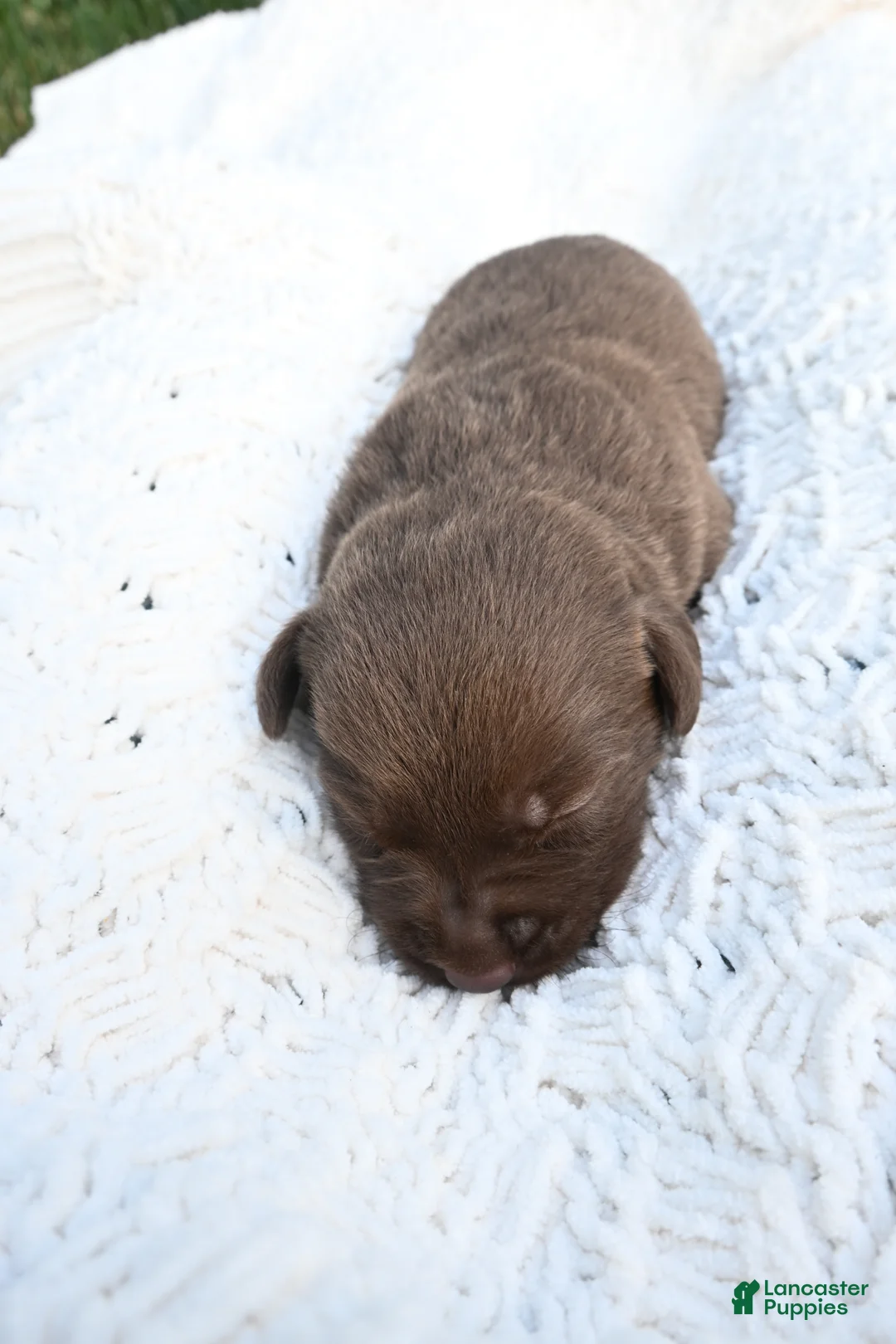 Labrador Retriever dogs for sale: Labrador Retriever 8 - Ad 1