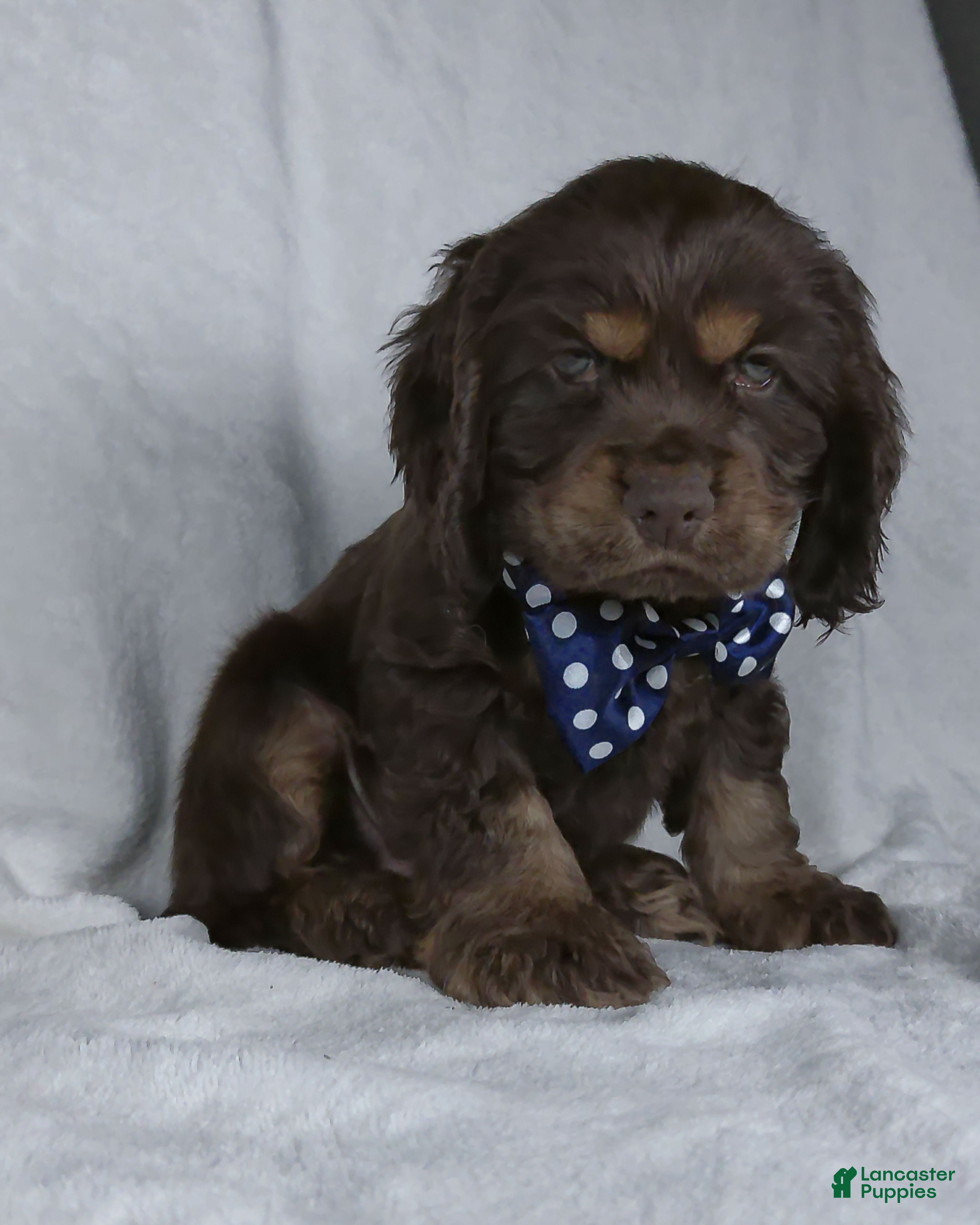 Cocker Spaniel dogs Cocoa - Ad 2