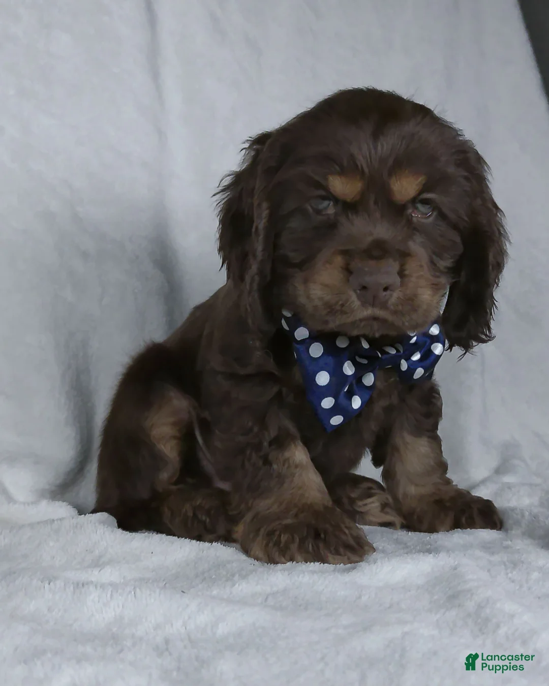 Cocker Spaniel dogs for sale: Cocoa - Ad 2