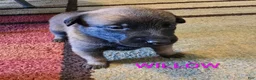 Belgian Malinois dogs for sale: Belgian Malinois 7 - Ad 5