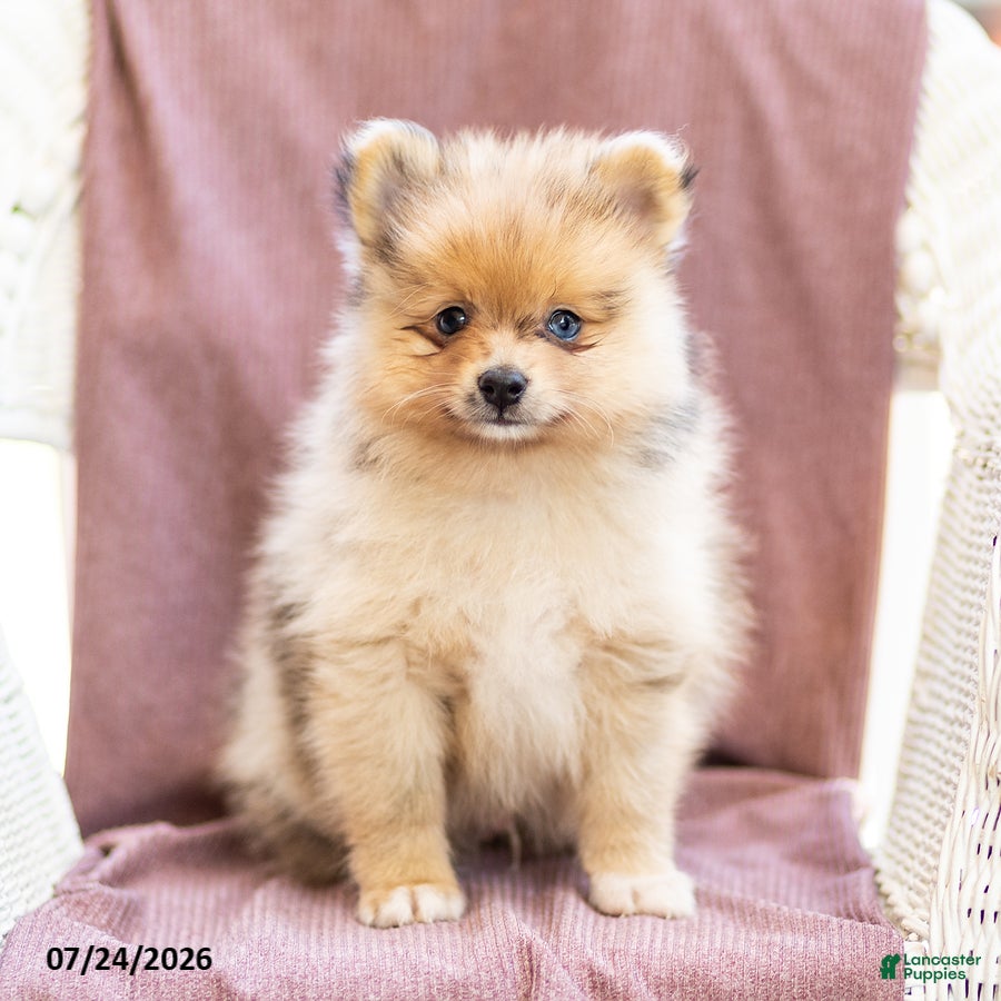 Pomeranian dogs Austin - Ad 2