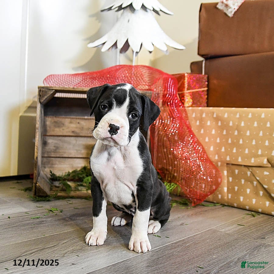 Boxer dogs Pepper - Ad 7