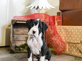 Boxer dogs Pepper - Ad 6