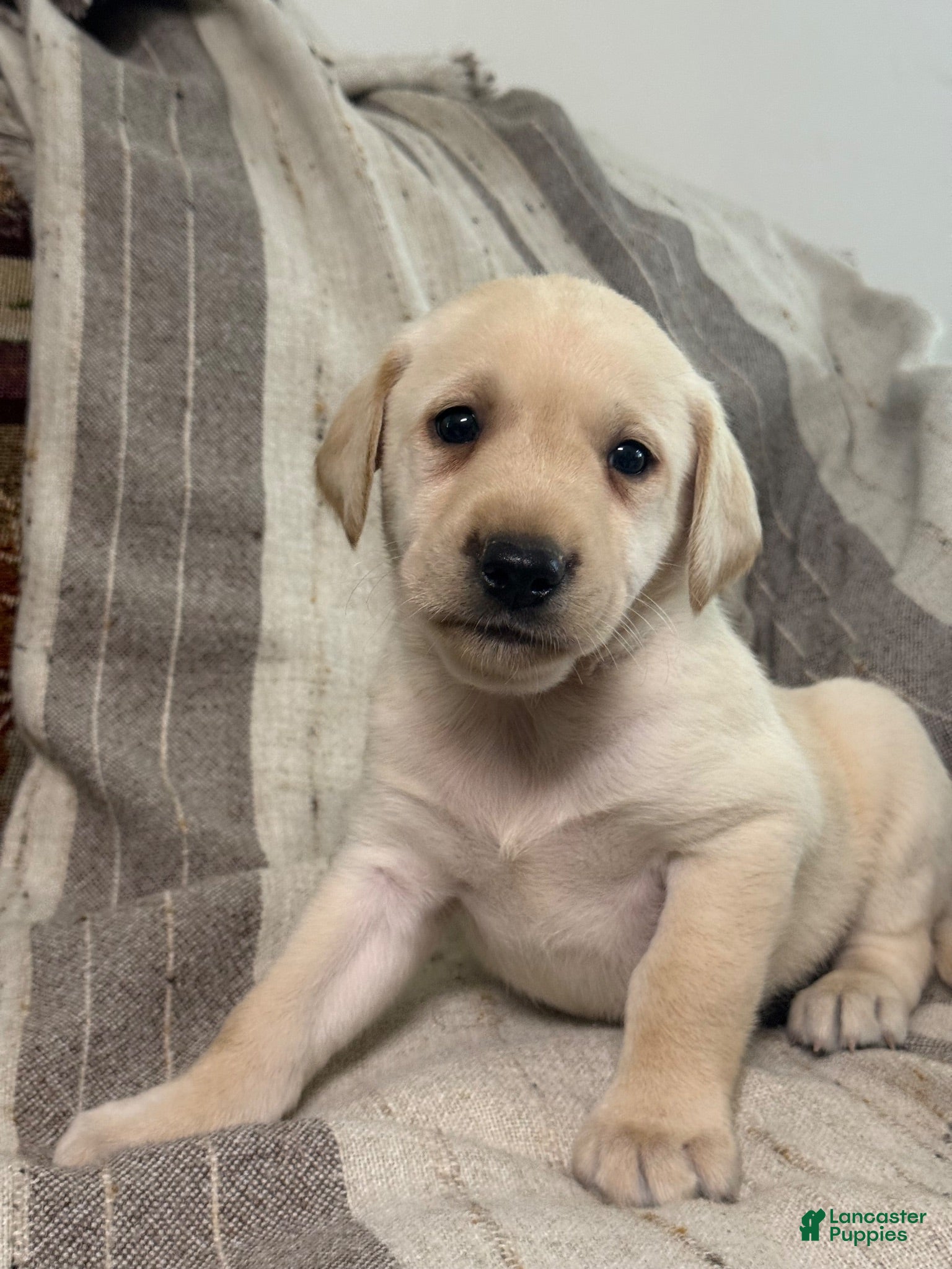Labrador Retriever dogs Labrador Retriever 1 - Ad 2