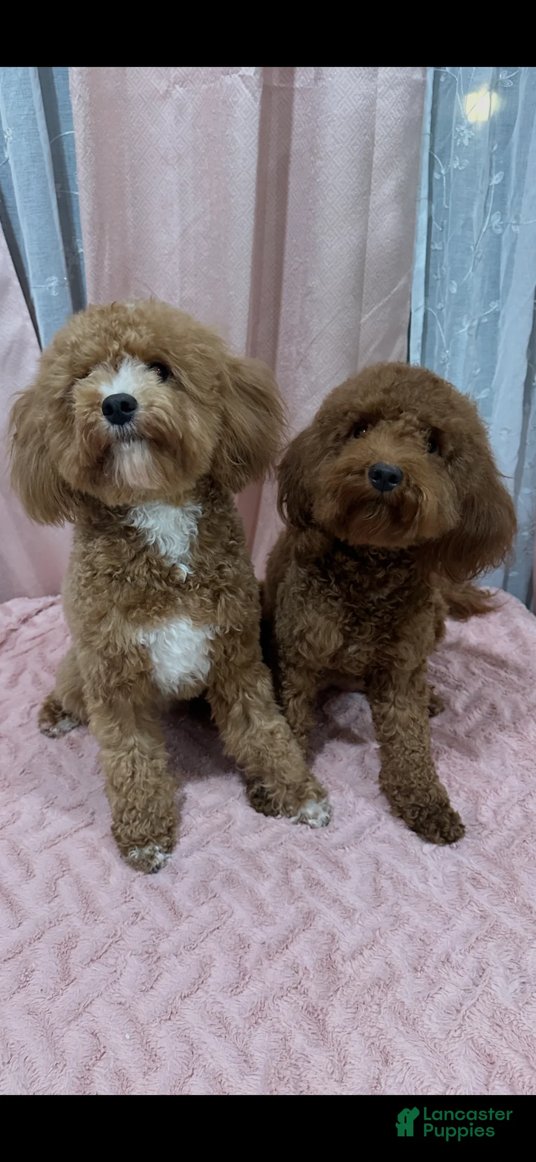 Mini Goldendoodle dogs for sale: Mini Goldendoodle Puppy 3 - Ad 2