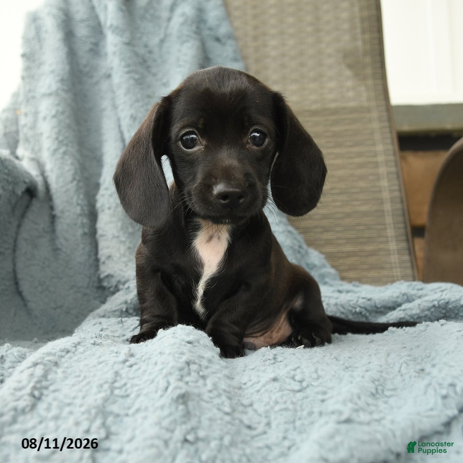 Dachshund dogs Ollie - Ad 1
