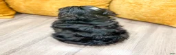 Yorkiepoo dogs for sale: Bear - Ad 4