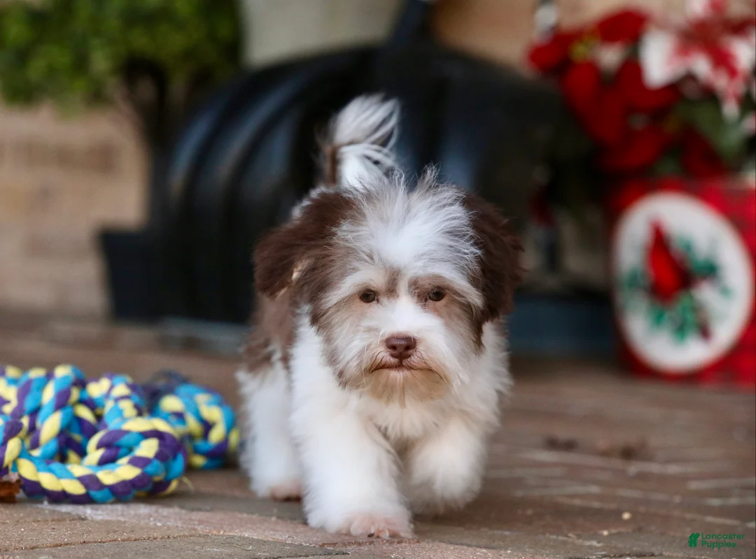 Havanese dogs for sale: Hope - Ad 22