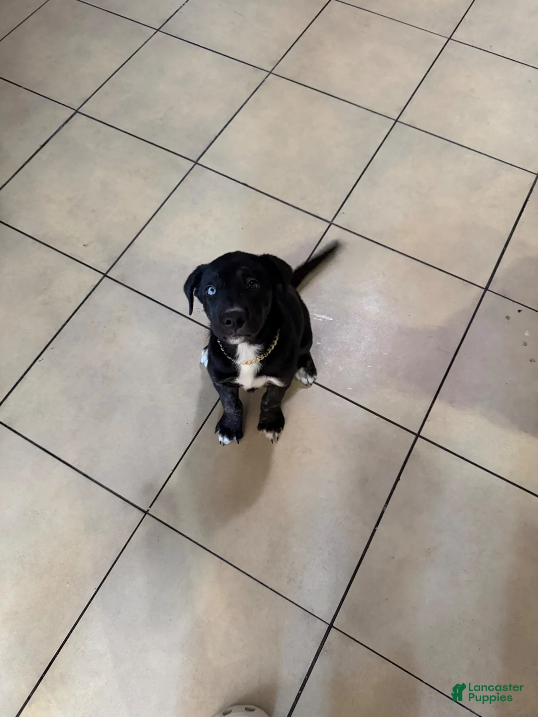Mixed Breed dogs for sale: Mixed Breed 2 - Ad 2