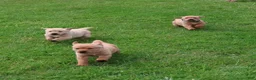 Labrador Retriever dogs for sale: Willow - Ad 5
