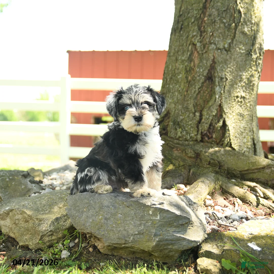 Miniature Schnauzer dogs for sale: Louis - Ad 1