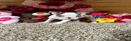 Boston Terrier dogs for sale: Boston Terrier 6 - Ad 4