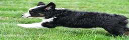 Miniature Australian Shepherd dogs for sale: Willow - Ad 6