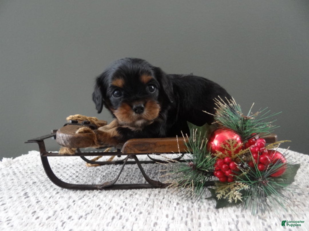 Cavalier King Charles Spaniel dogs for sale: Rudolph - Ad 2