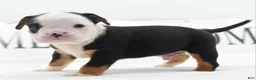 Mixed Breed dogs for sale: Diesel - Ad 13