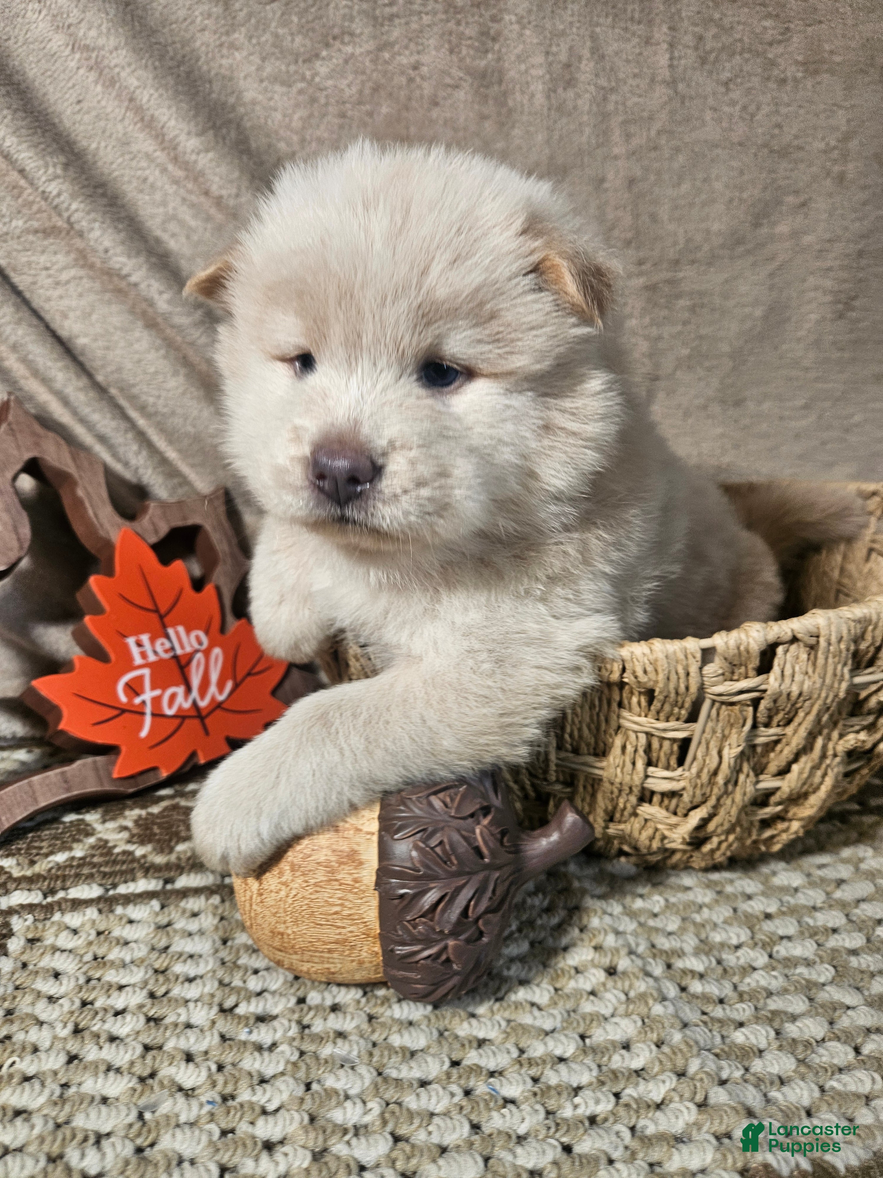 Chow Chow dogs Cream rough F Chow chow - Ad 1