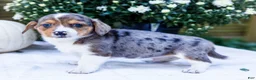 Mixed Breed dogs for sale: Coco - Ad 27