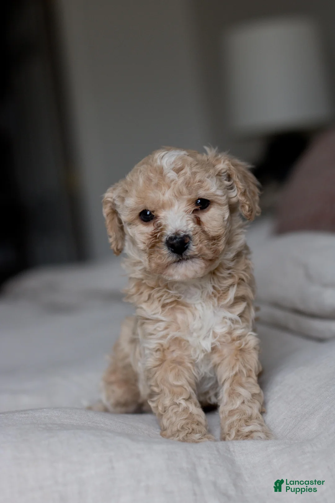 Bichpoo dogs for sale: Ruby - Ad 1