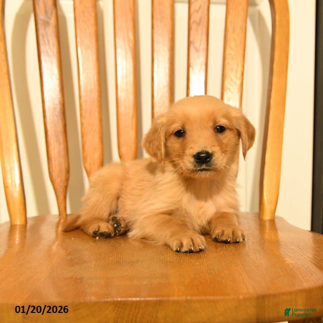 Golden Retriever dogs for sale: Bambi - Ad 5
