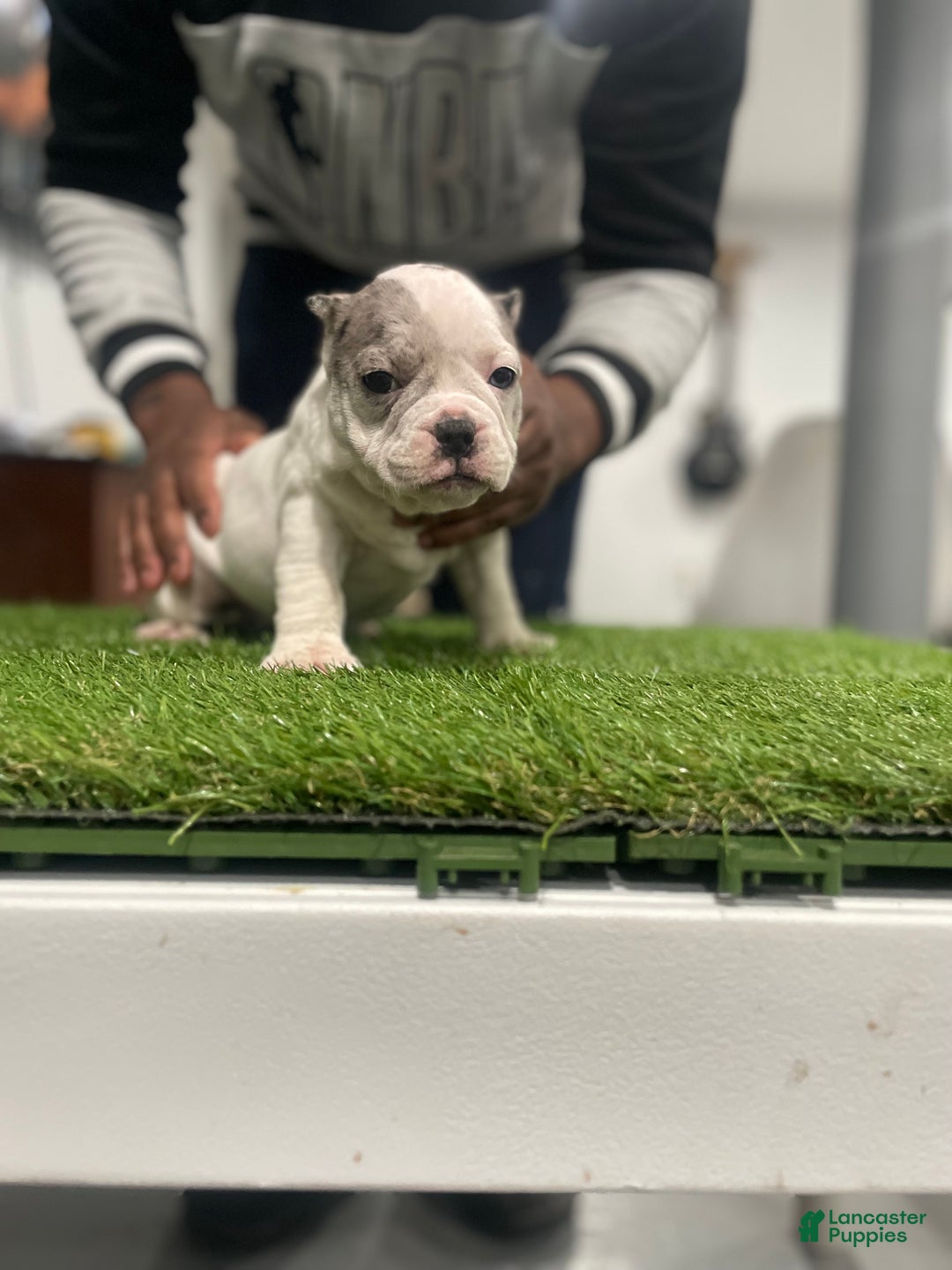 American Bully dogs for sale: Everest - Ad 1