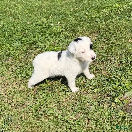 Mixed Breed dogs for sale: Deer - Ad 3
