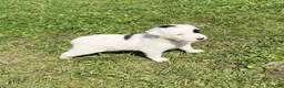 Mixed Breed dogs for sale: Deer - Ad 1