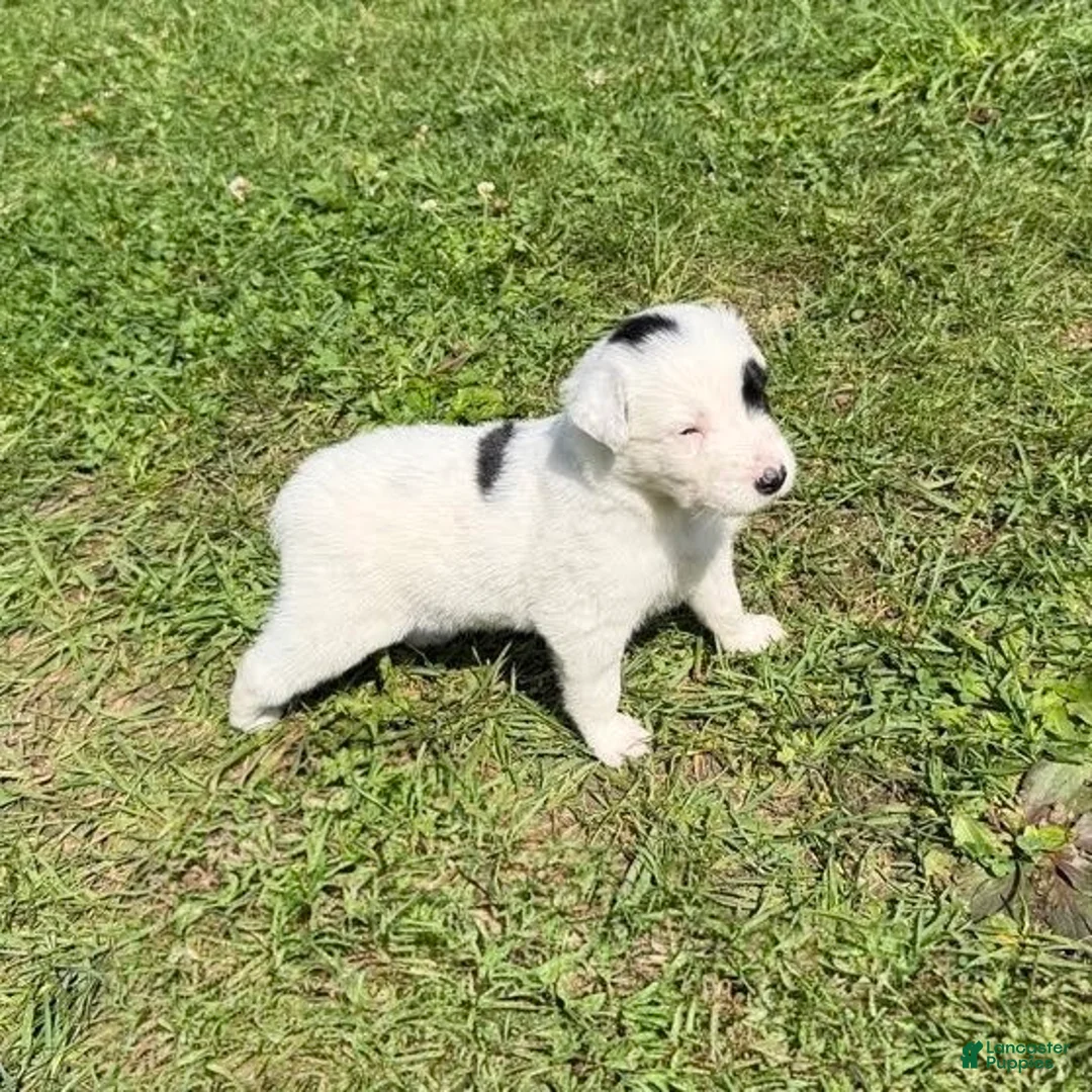 Mixed Breed dogs for sale: Deer - Ad 1
