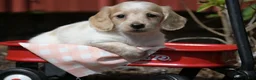 Miniature Dachshund dogs for sale: Vallory - Ad 6
