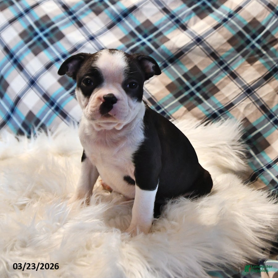 Boston Terrier dogs Rio - Ad 1