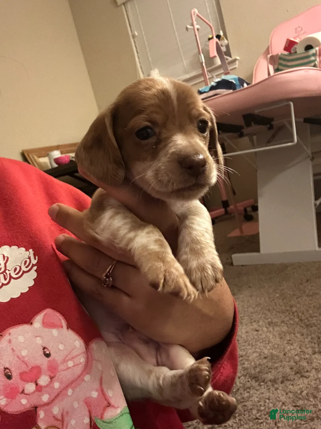 Miniature Dachshund dogs for sale: Miniature Dachshund Puppy 3 - Ad 2