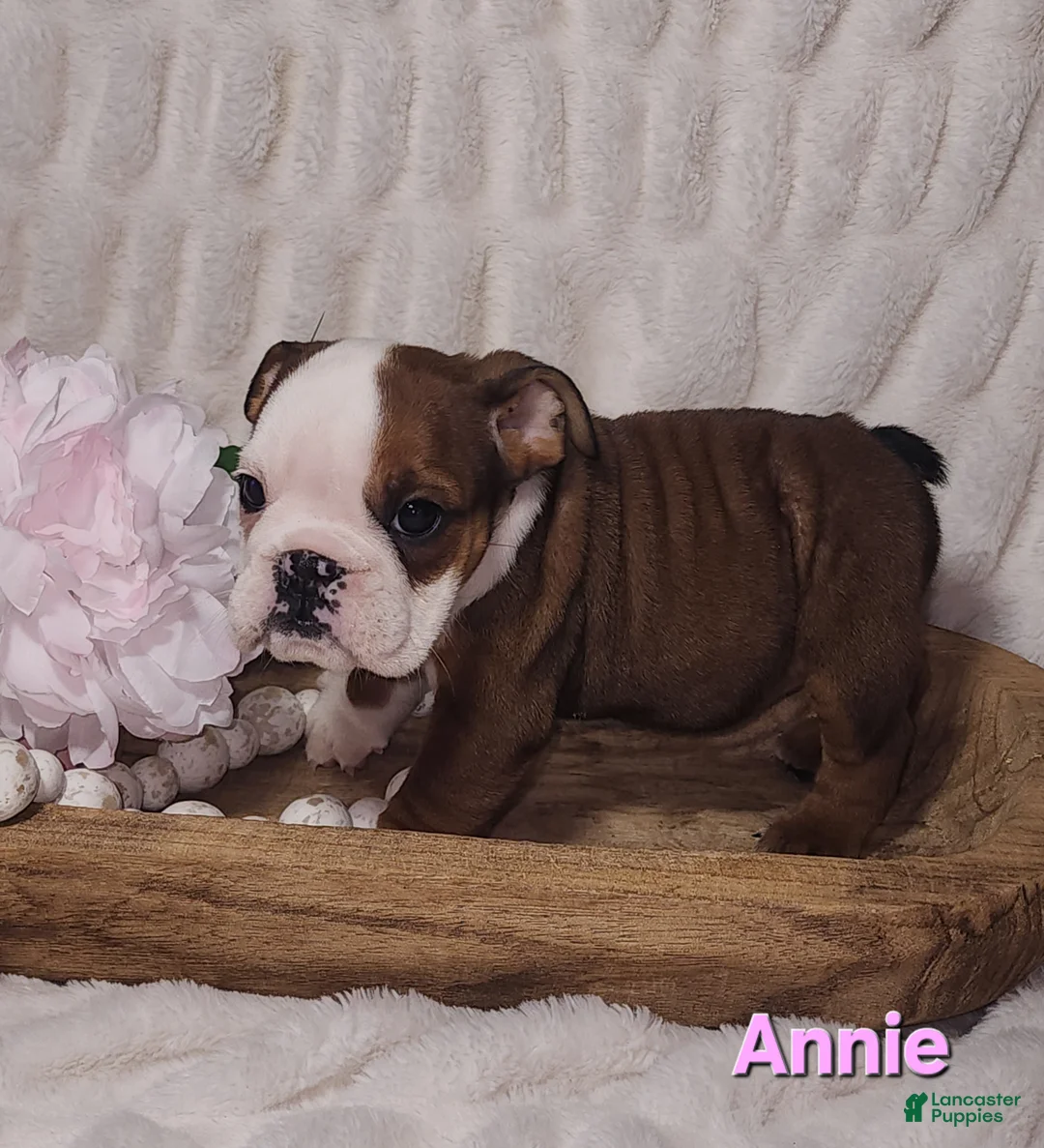 English Bulldog dogs for sale: AKC Annie  - Ad 2