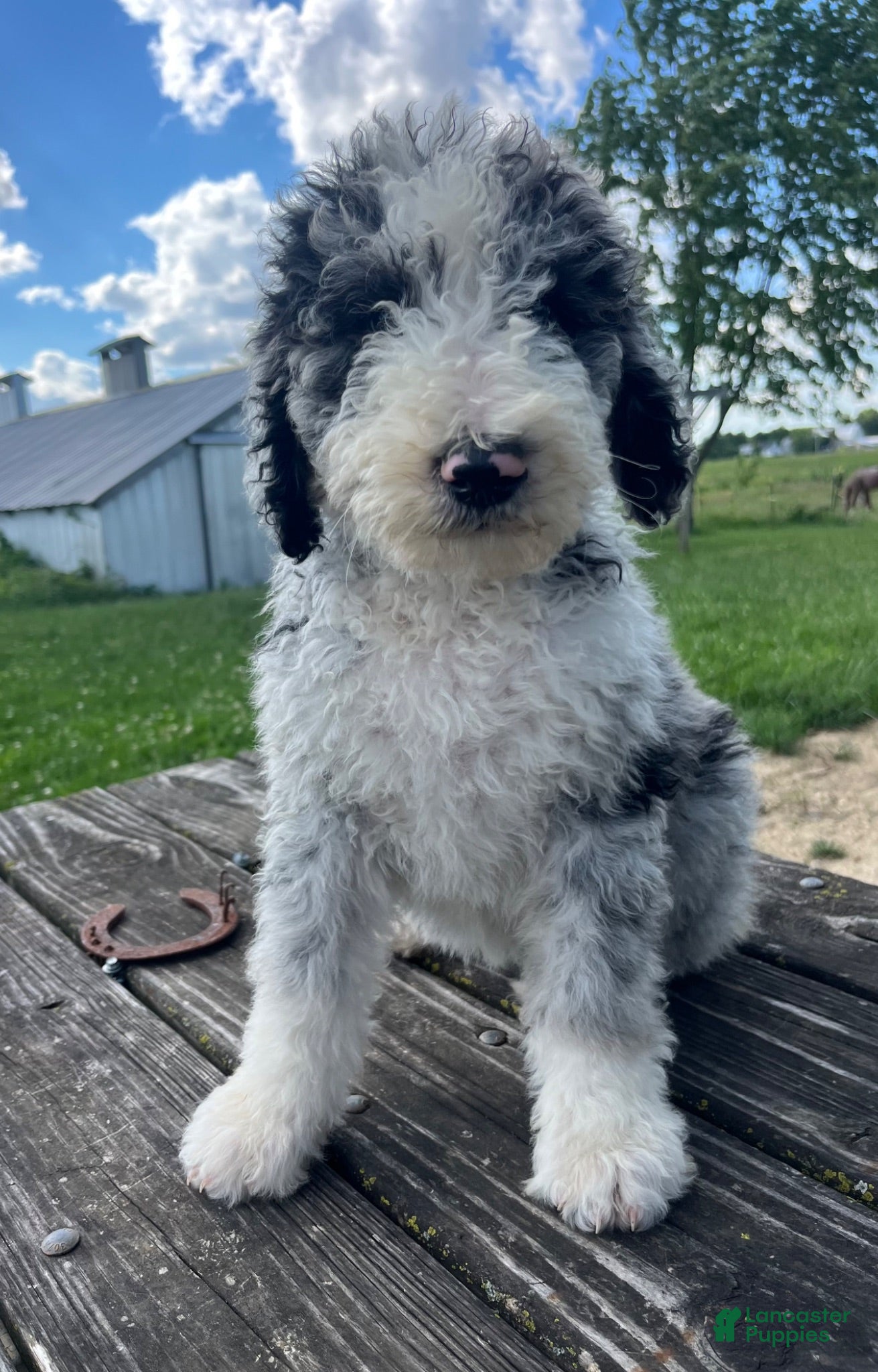 Sheepadoodle dogs Sheepadoodle Puppy 7 - Ad 27