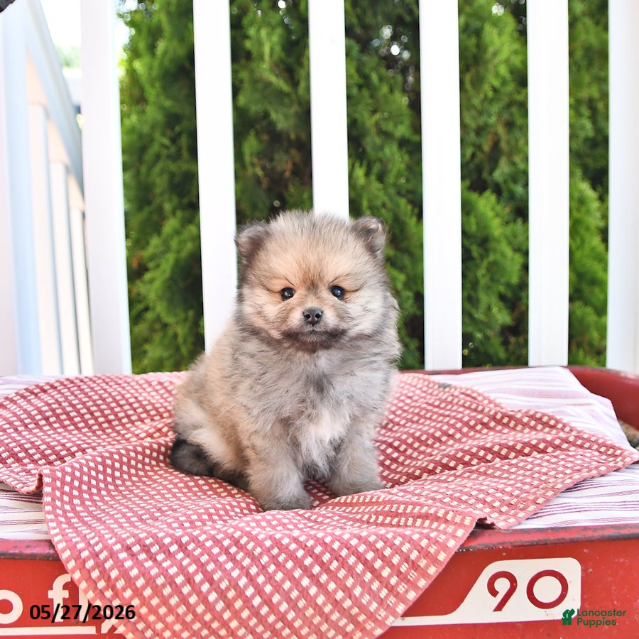 Pomeranian dogs Kneji - Ad 1