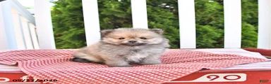 Kneji