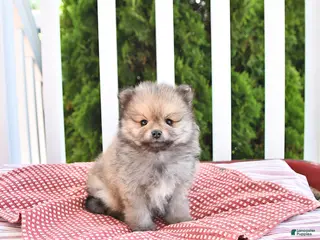 Pomeranian dogs for sale: Kenji - Ad 4