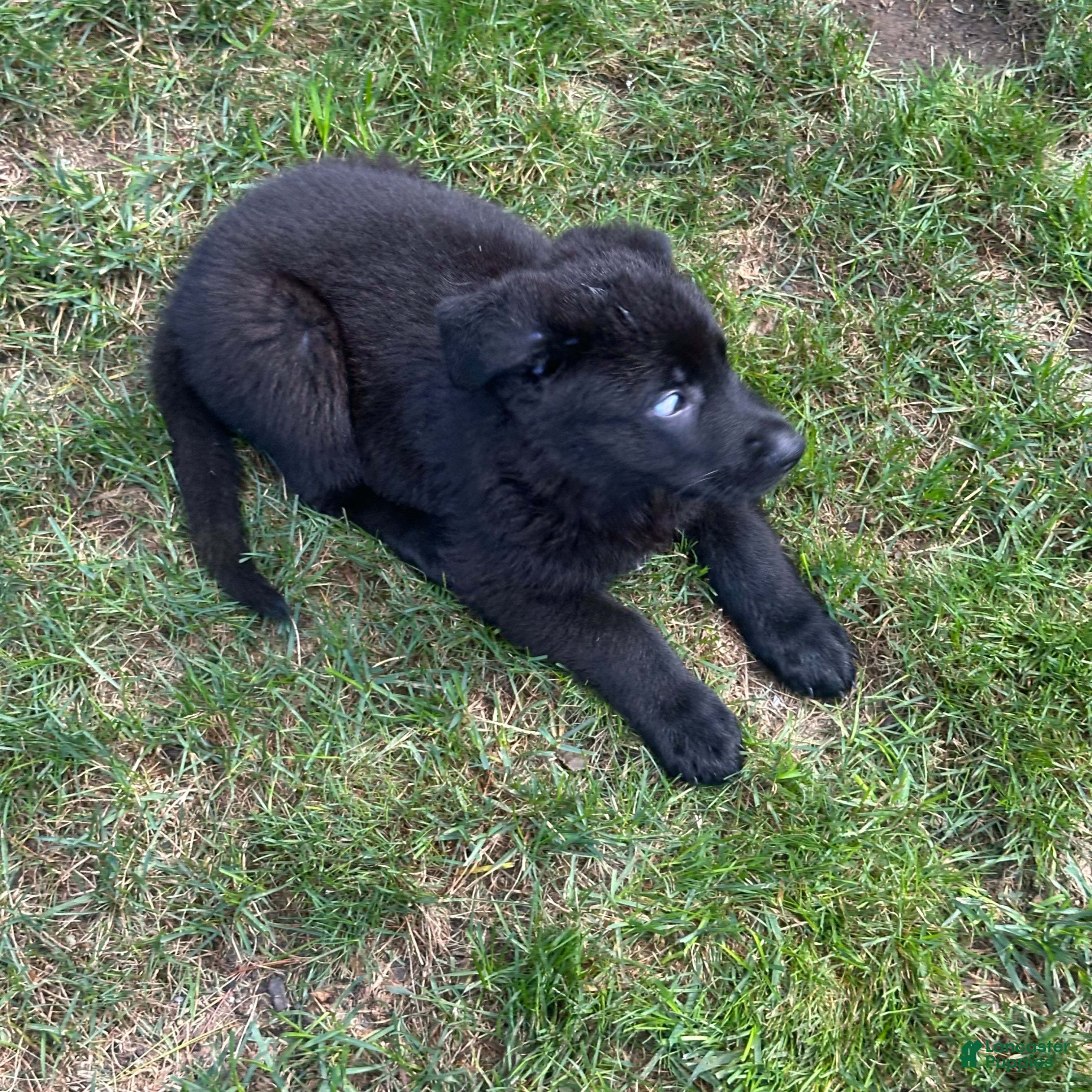 German Shepherd dogs for sale: German Shepherd 2 - Ad 1