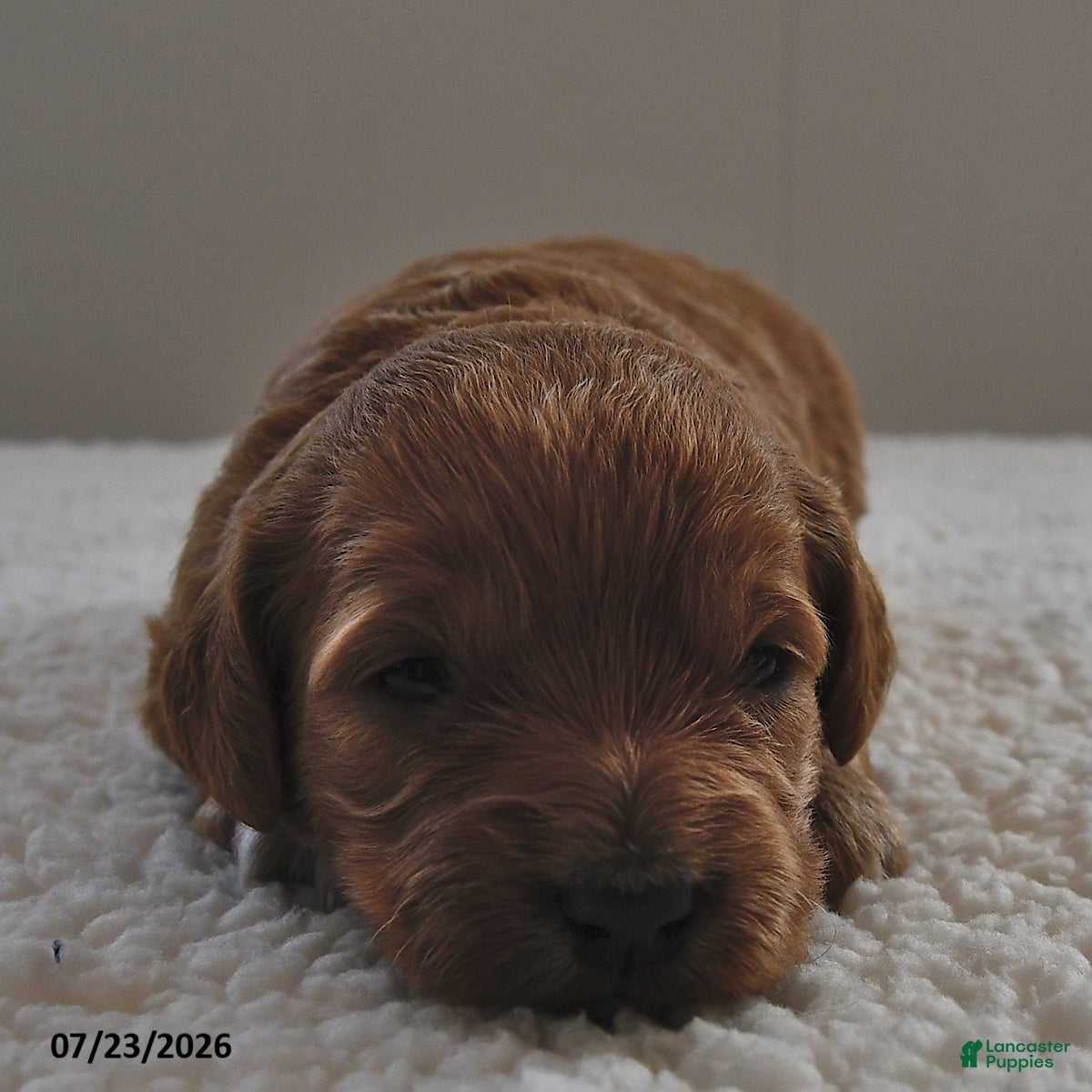 Mini Goldendoodle dogs Lucy - Ad 2