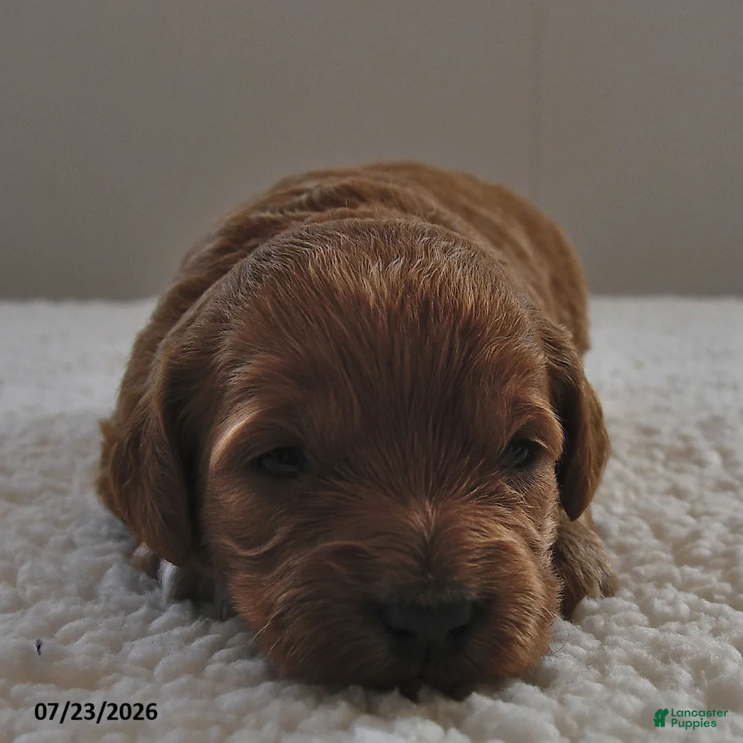Mini Goldendoodle dogs for sale: Lucy - Ad 2