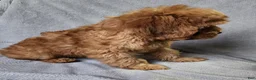 Cavapoo dogs for sale: Hershey - Ad 18
