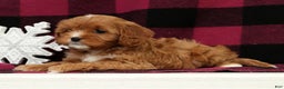 Cavapoo dogs for sale: Angel - Ad 8