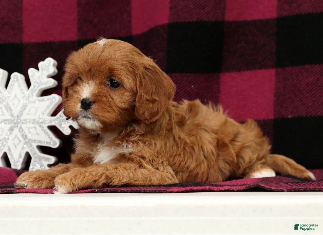 Cavapoo dogs for sale: Angel - Ad 8
