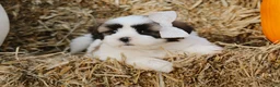 Lhasa Apso dogs for sale: Hank - Ad 3